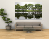 Trees are Reflected in Still Water on the Esplanade Along the Charles River in Boston