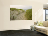 Path at Head of the Meadow Beach, Cape Cod National Seashore, Massachusetts, USA