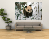 Panda Cub on Snow, Wolong, Sichuan, China