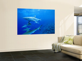 Buy Gray Reef Sharks, Bikini Atoll, Marshall Islands, Micronesia at AllPosters.com