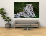 White Phase of the Bengal Tiger