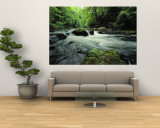 Woodland Stream and Rapids, Time Exposure