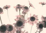 Buy Caught on the Breeze at AllPosters.com
