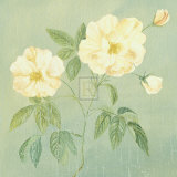 Buy Abundant Rose II at AllPosters.com
