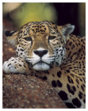 Jaguar Portrait
