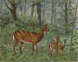 Deer Family I
