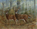 Deer Family II