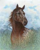 Appaloosa Portrait