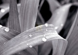 After the Rain I