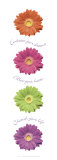 Buy Gerbera Daisies at AllPosters.com