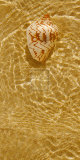 Buy Ripple Shell II at AllPosters.com