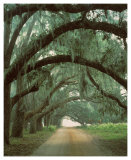Buy Georgian Oaks at AllPosters.com