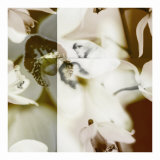 Buy Cymbidium Orchid II at AllPosters.com