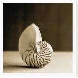 Sea Shells III