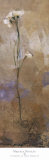 Buy Flowers of June Series II at AllPosters.com