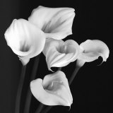 Buy Harmony at AllPosters.com
