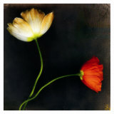 Buy Icelantic Poppies at AllPosters.com