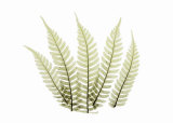 Buy Woodlands II at AllPosters.com