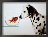 Buy Dalmation Dog Looking at Dalmation Fish at AllPosters.com