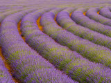 Buy Curved Rows of Lavender near the Village of Sault, Provence, France at AllPosters.com
