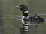 Common Loon Calling with Chick Riding on Back in Water, Kamloops, British Columbia, Canada
