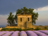 Field of Lavender and Abandoned Structure near the Village of Sault, Provence, France