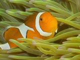 Buy False Clown Anemonefish, Raja Ampat Region of Papua, Indonesia at AllPosters.com