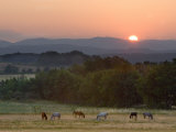 Horses Graze at Sunrise, Provence, France