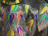 Buy Elephant Decorated with Colorful Painting, Jaipur, Rajasthan, India at AllPosters.com
