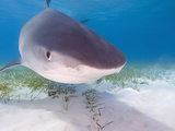 Tiger Sharks, Northern Bahamas