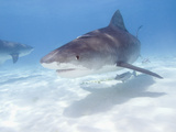 Tiger Sharks, Northern Bahamas