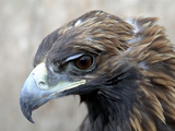 Female Golden Eagle, Golden Eagle Festival, Mongolia Photographic Print