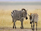 Zebra and Juvenile Zebra on the Maasai Mara, Kenya
