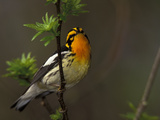 Male Blackburnian Warbler in Breeding Plumage, Pt. Pelee National Park, Ontario, Canada