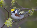 Close-up of Male Chestnut-Sided Warbler on Tree Limb,  Pt. Pelee National Park, Ontario, Canada