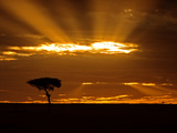 Buy Sunrise, Maasai Mara, Kenya at AllPosters.com
