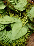 Betel Leaves (Piper Betle) Used to Make Quids for Sale at Market, Myanmar