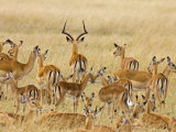 Buy Impalas Roaming the Fields, Maasai Mara, Kenya at AllPosters.com