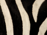 Close-up of Zebra Stripes, Masai Mara, Kenya