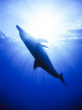 Atlantic Spotted Dolphins, Bimini, Bahamas