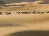 Camel Caravan on the Erg Chebbi Dunes, Merzouga, Tafilalt, Morocco