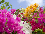 Bougainvillea, Cayman Brac, Cayman Islands, Caribbean
