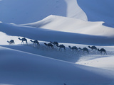 Camel Caravan on the Erg Chebbi Dunes, Merzouga, Tafilalt, Morocco