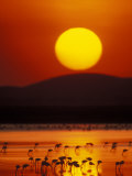 Flock of Lesser Flamingos Reflected in Water at Sunrise, Amboseli National Park, Kenya