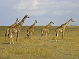 Buy Maasai Giraffes Roaming Across the Maasai Mara, Kenya at AllPosters.com