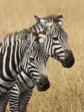 Zebras Herding in the Fields, Maasai Mara, Kenya