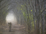Bengal Tiger in the Forest, Ranthambore National Park, Rajasthan, India