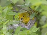 Yellow Warbler Male Building Nest,  Pt. Pelee National Park, Ontario, Canada
