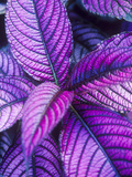 Buy Tropical Foliage at Fond Deux Estate, St. Lucia, Caribbean at AllPosters.com
