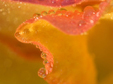 Abstract of Flower Petal in Rain